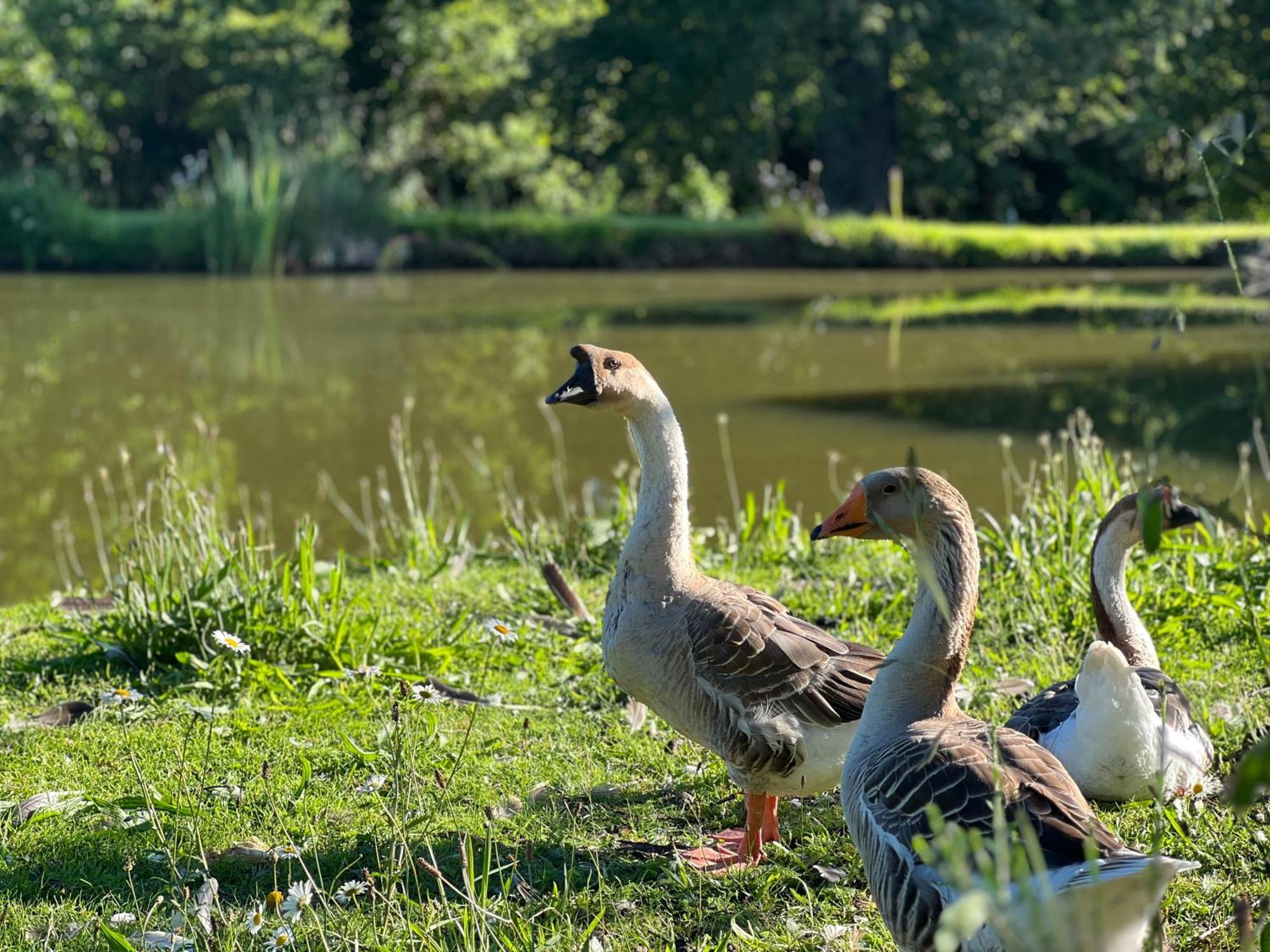 Le Domaine De La Vergnolle Roches  Esterno foto